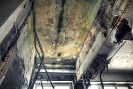 Forensic Mold Investigation in Dunnavant, AL